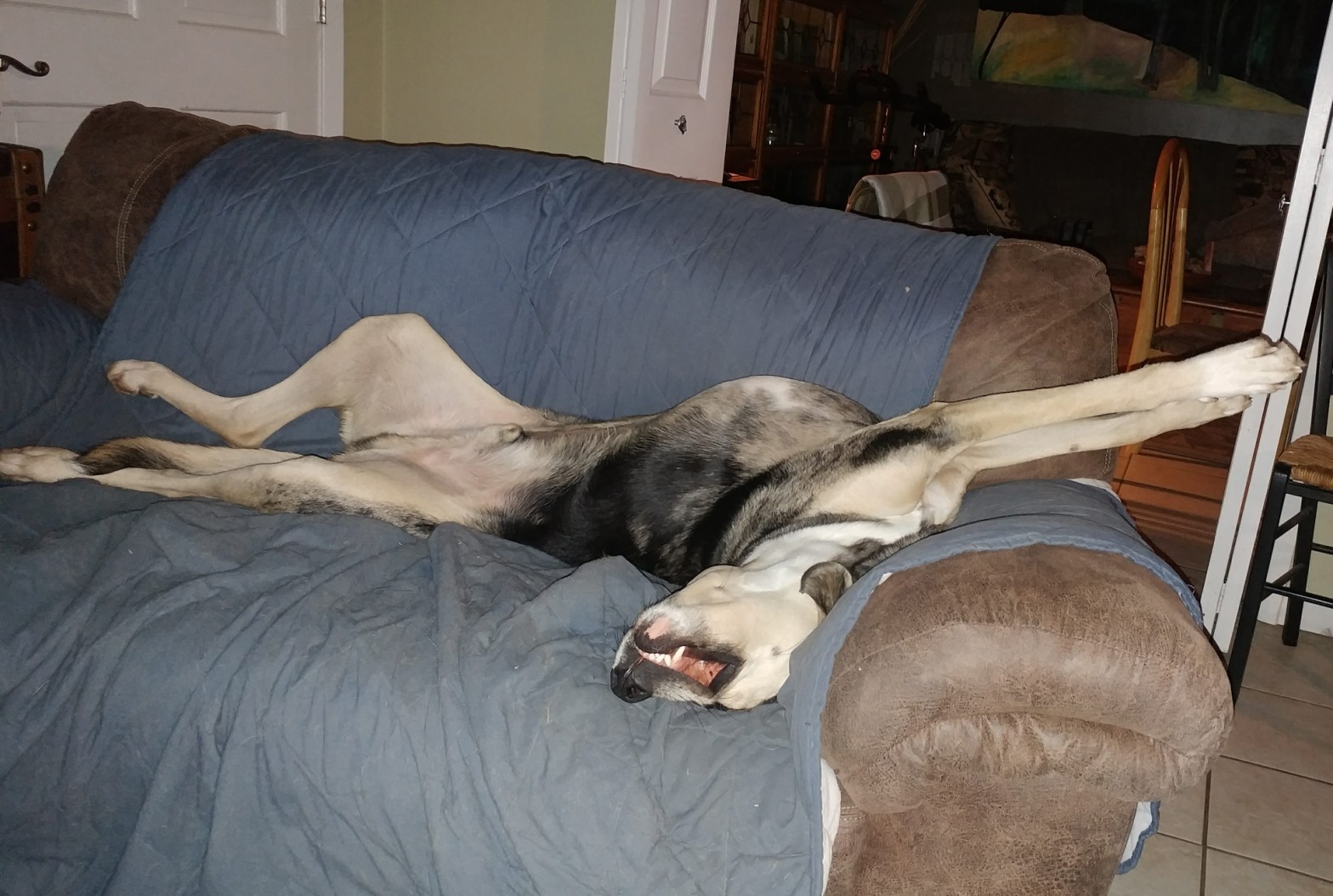 Truman Blue sleeping in his favorite postition