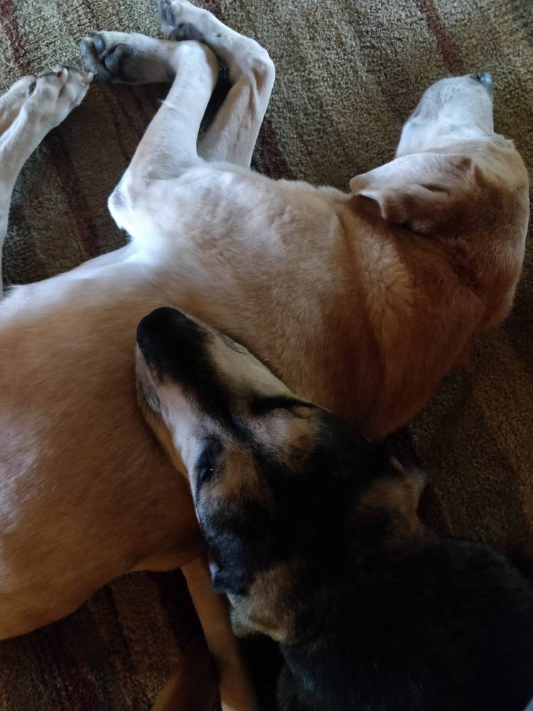 sleeping Labrador Retriever with hound dog resting its chin on the labradors side