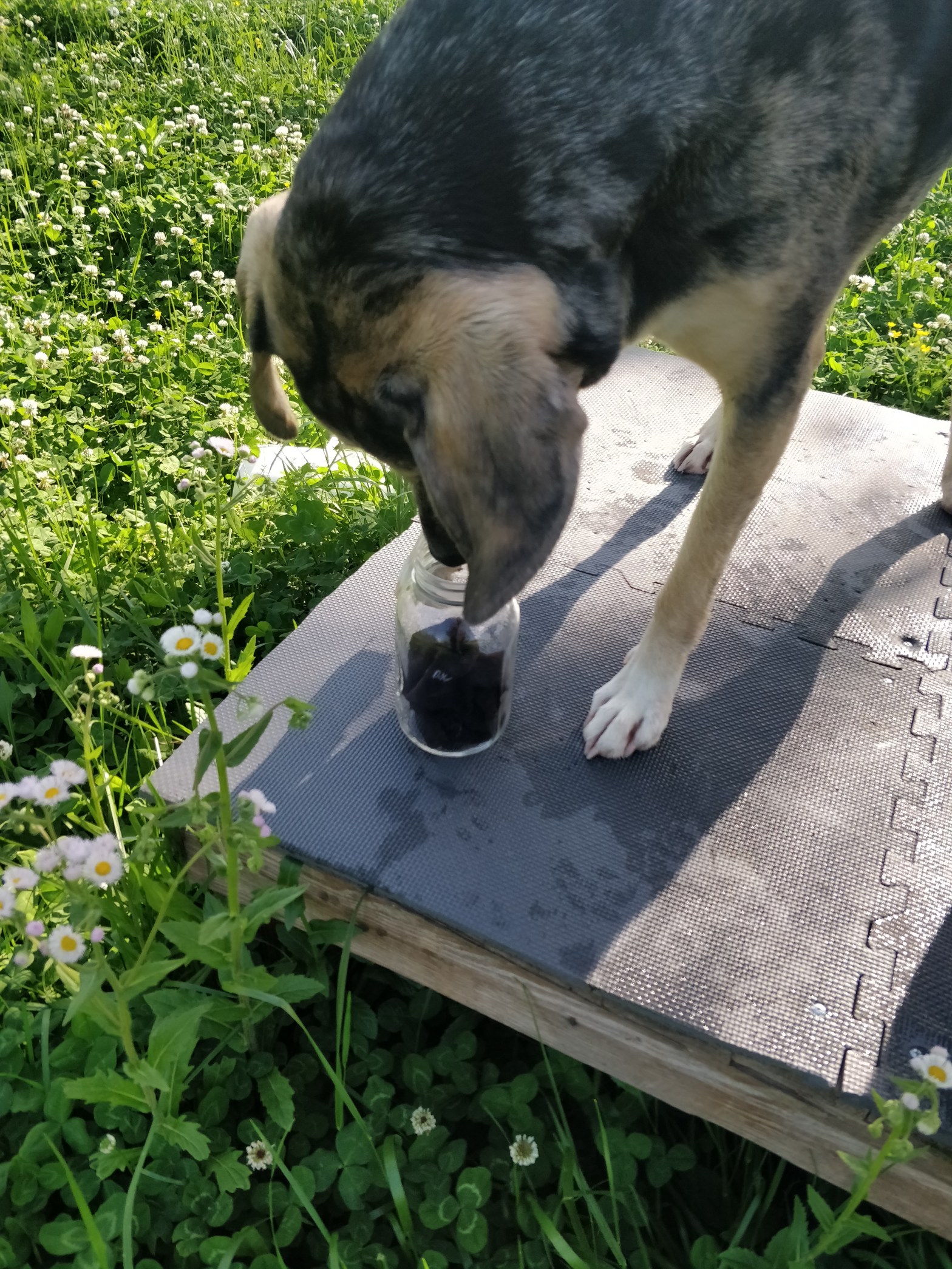A multicolored hound dog sniffing a dark object in a jar.
