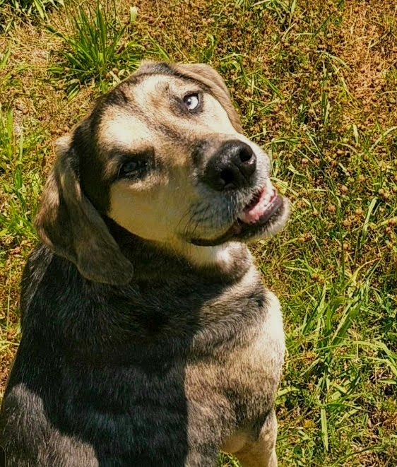 A tan and black hound dog with one blue eye/