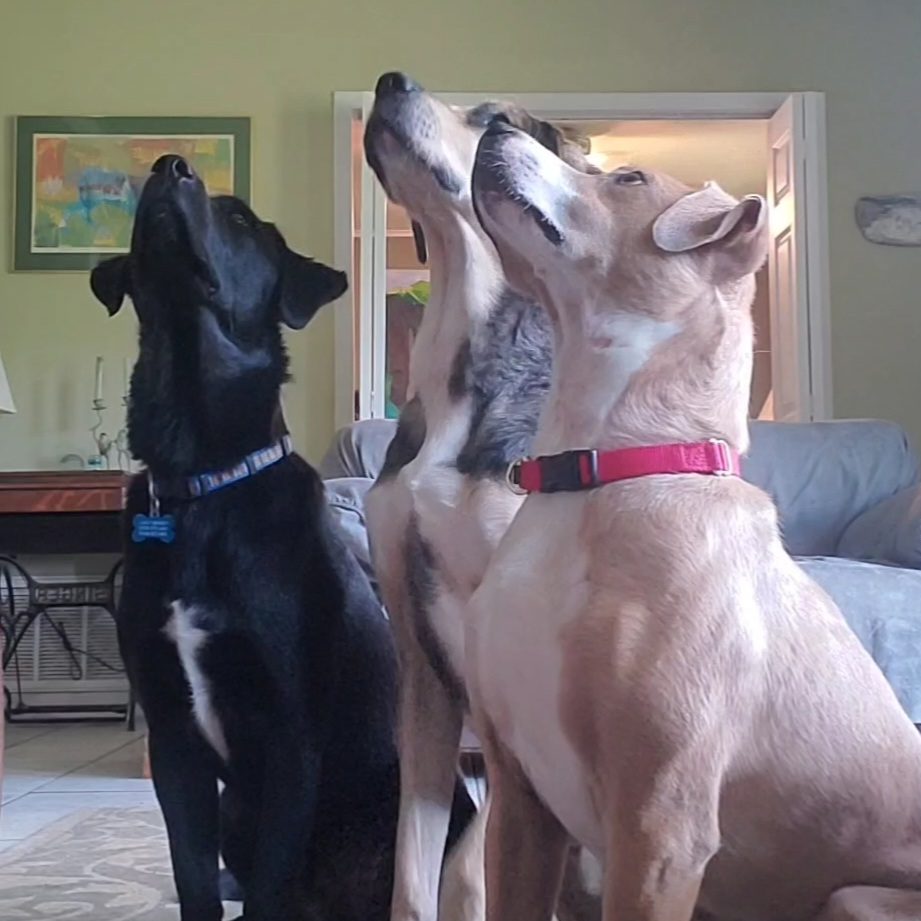 A black Lab, a large hound and a large short-haired tan terrier sit with noses pointed upwards.