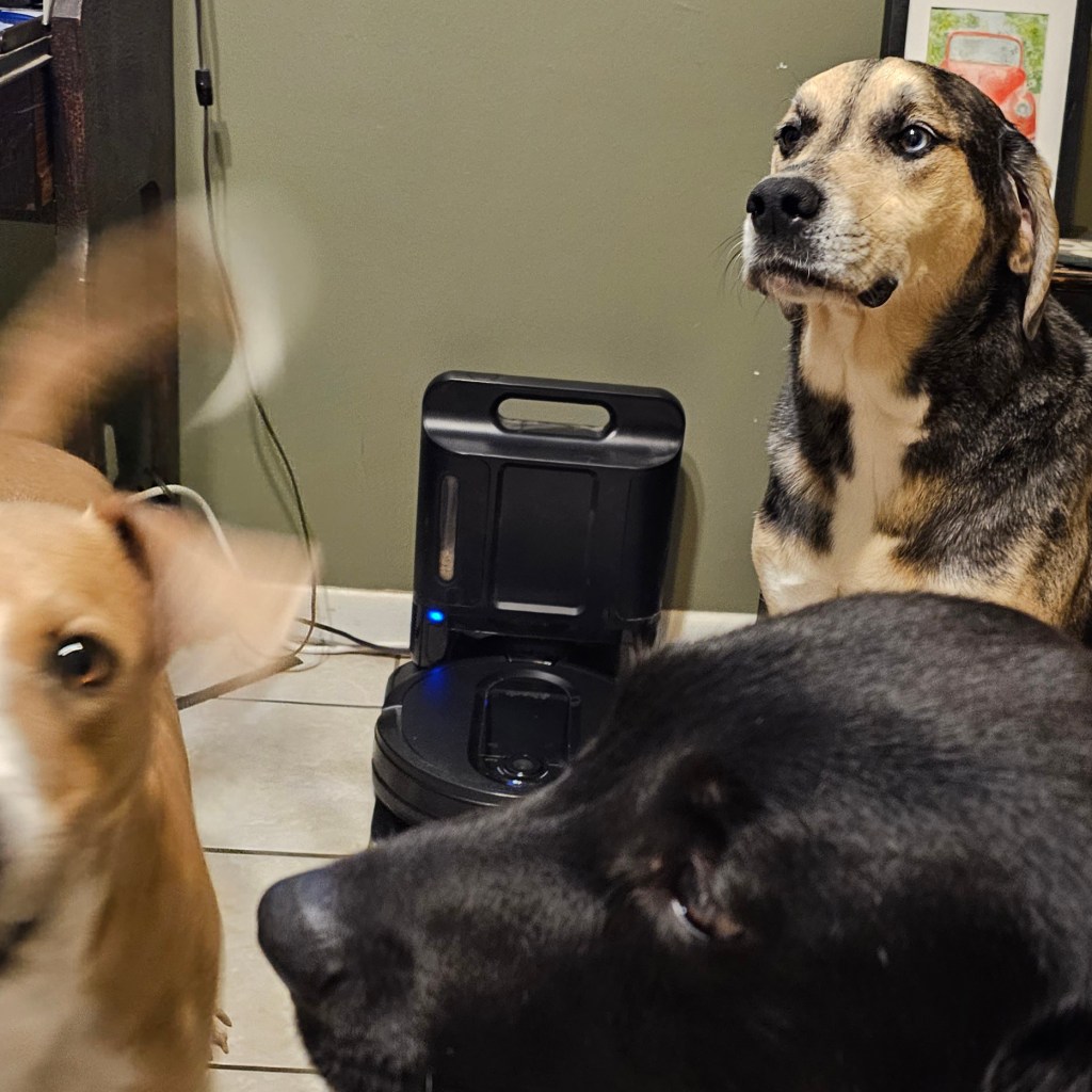 Three large dogs around a self-emptying robot vac.